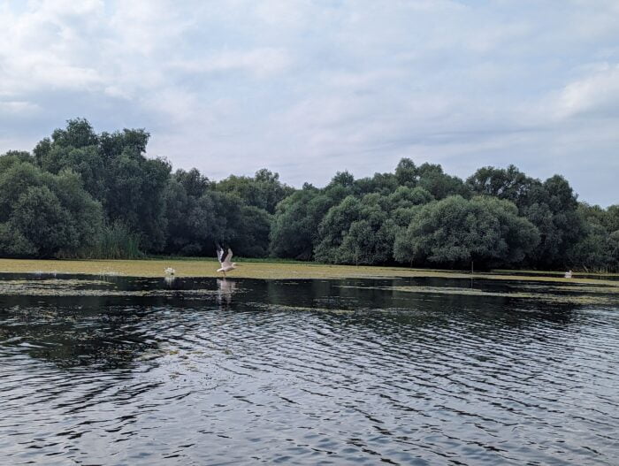 Danube Delta Bird Watching